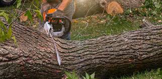 Best Commercial Tree Services  in Pennsburg, PA