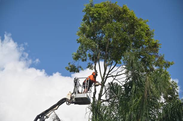 How Our Tree Care Process Works  in  Pennsburg, PA